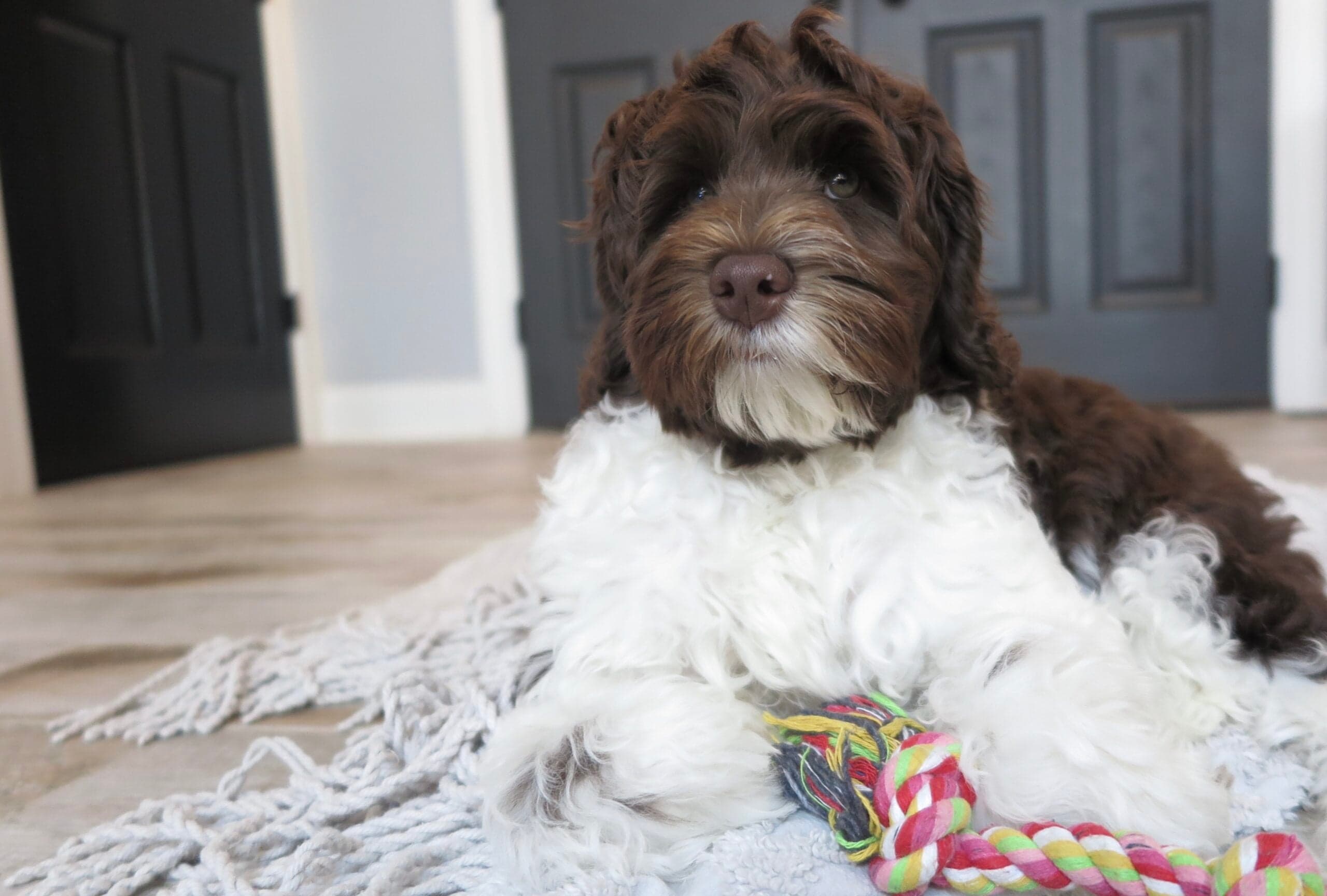 Best Life Labradoodles