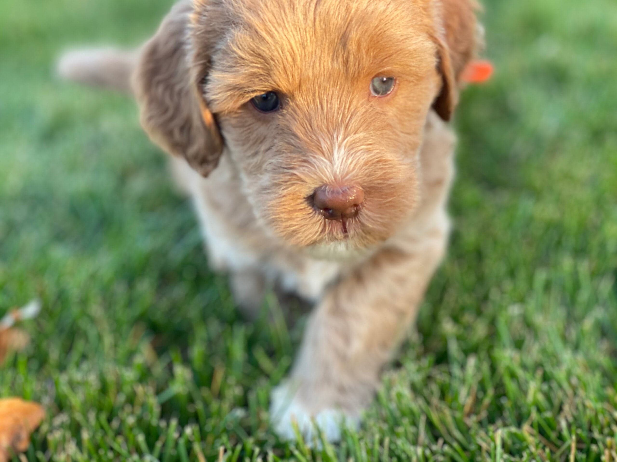 Best Life Labradoodles