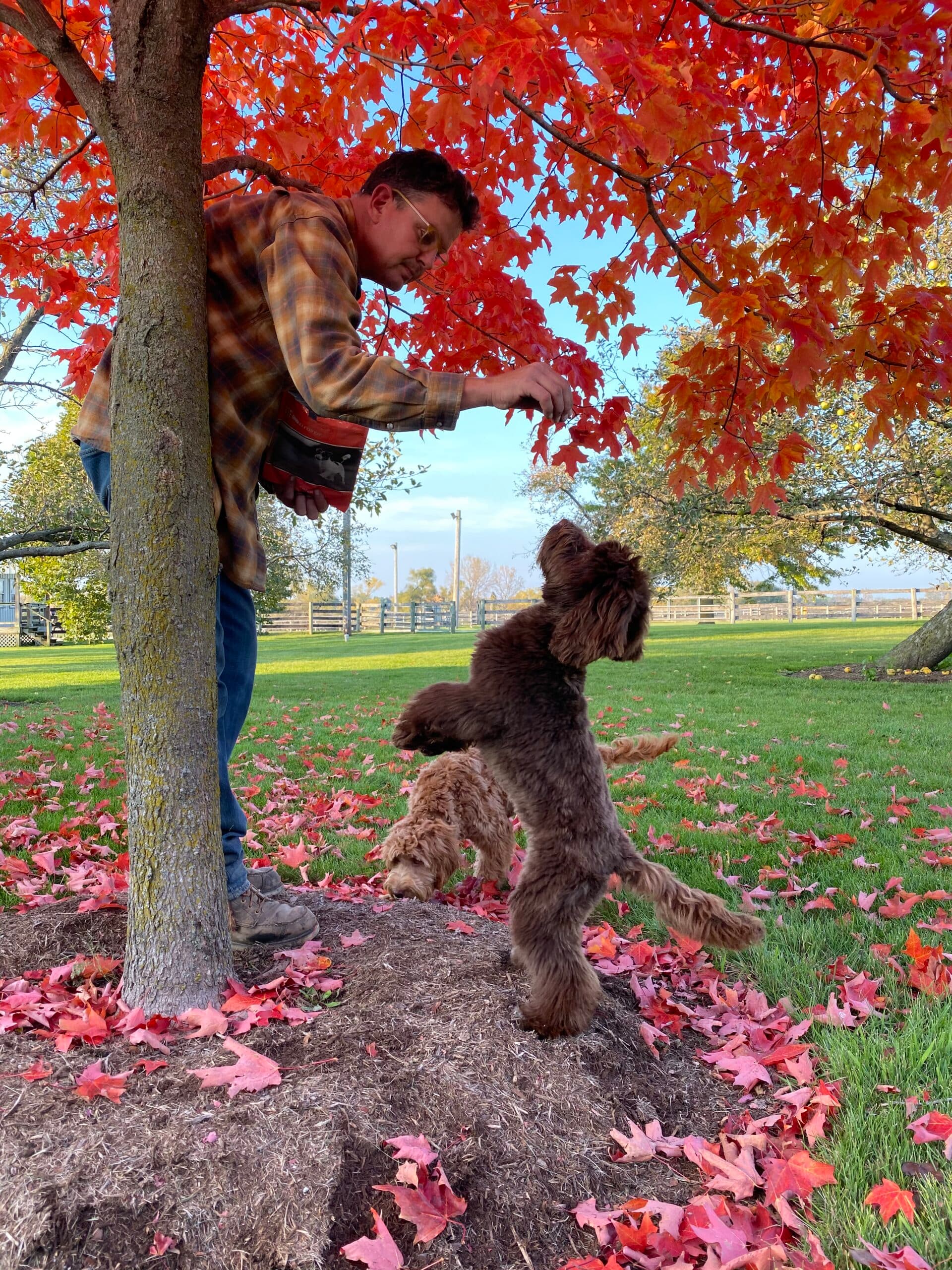 Best Life Labradoodle
