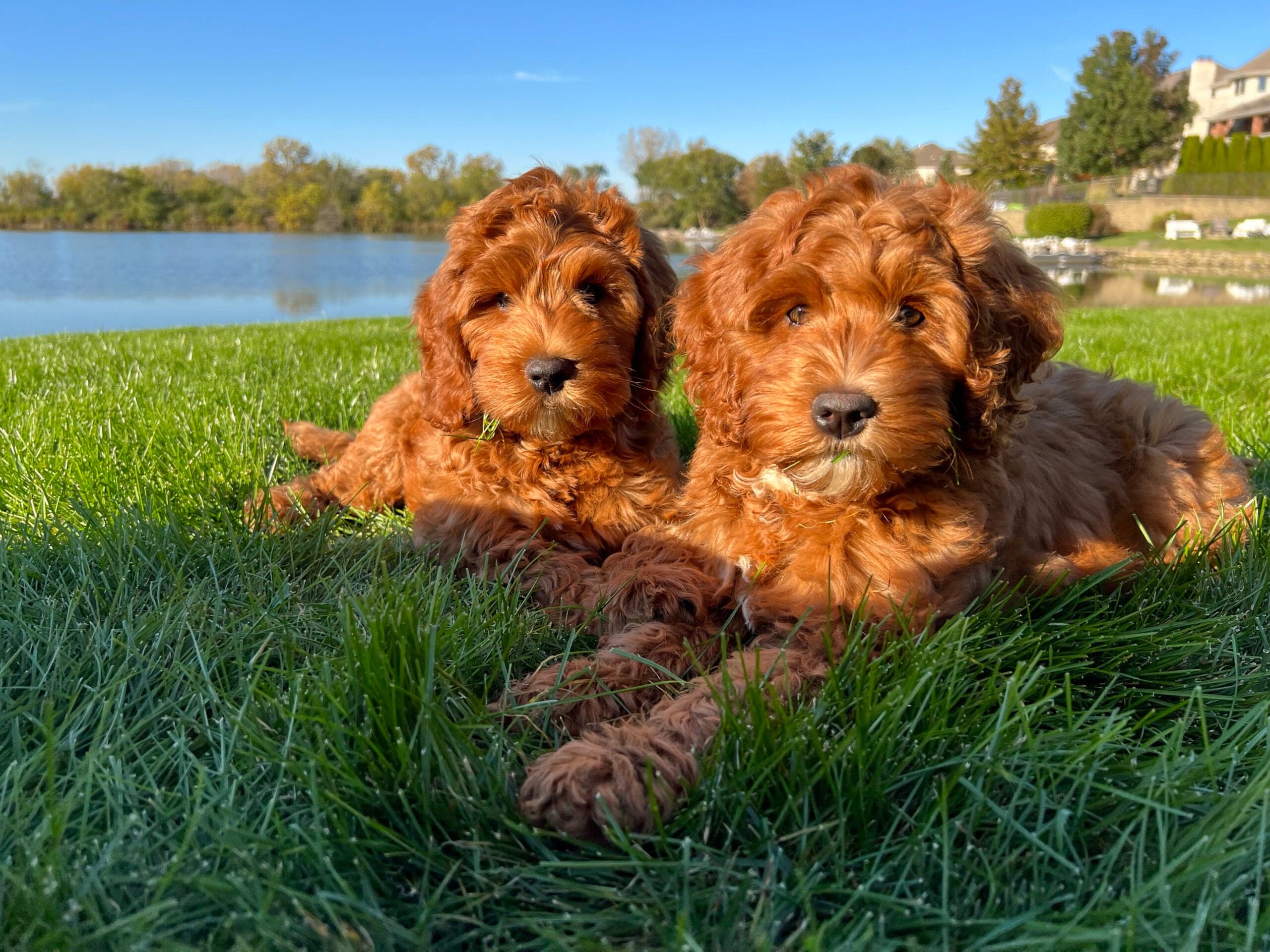 Best Life Labradoodles