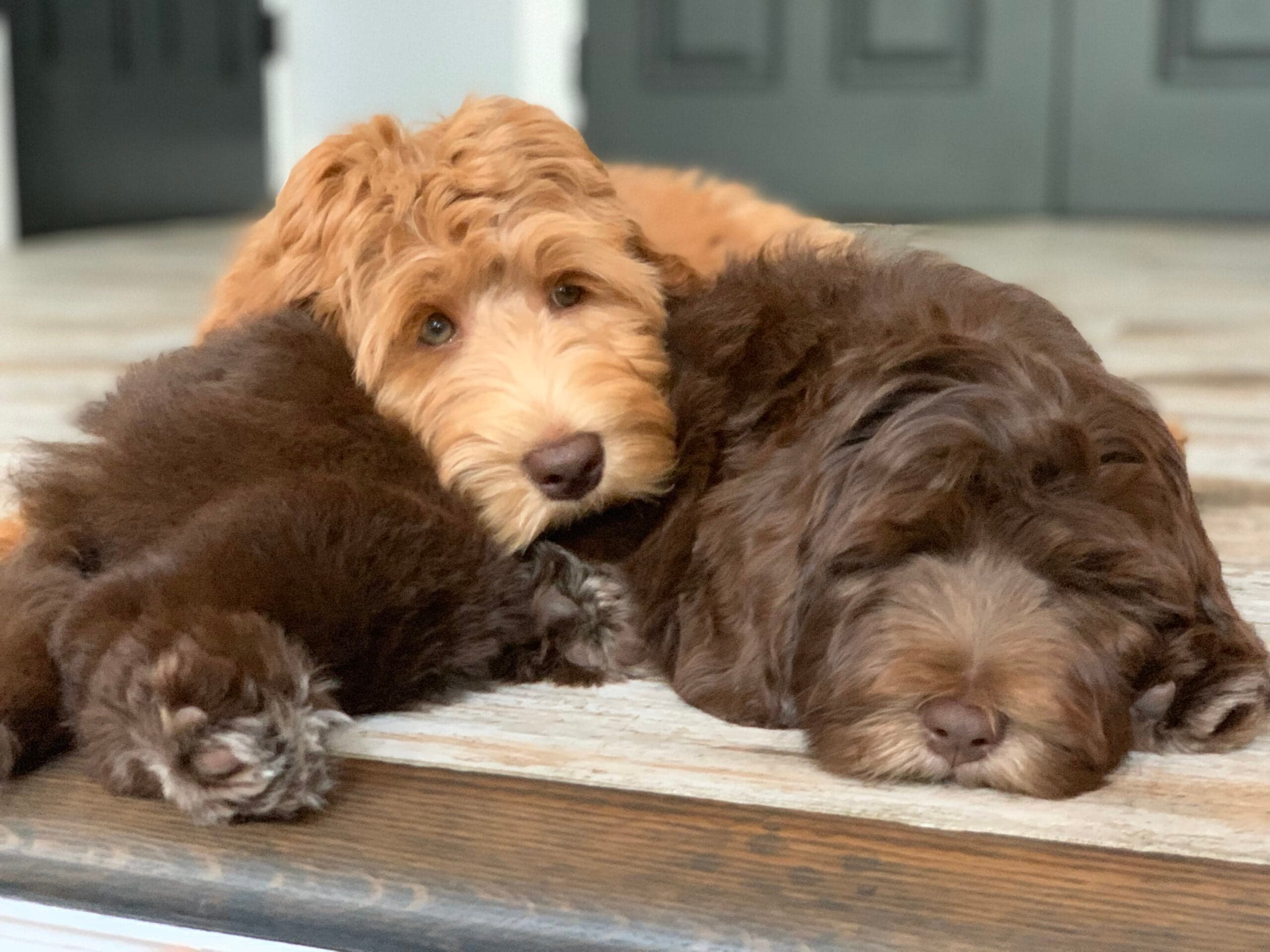Best Life Labradoodles