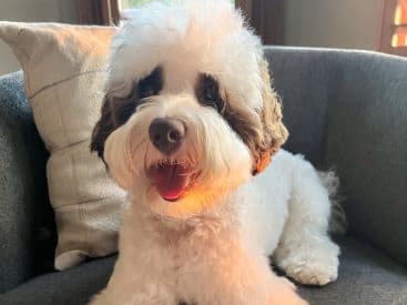 Mini Australian Labradoodle