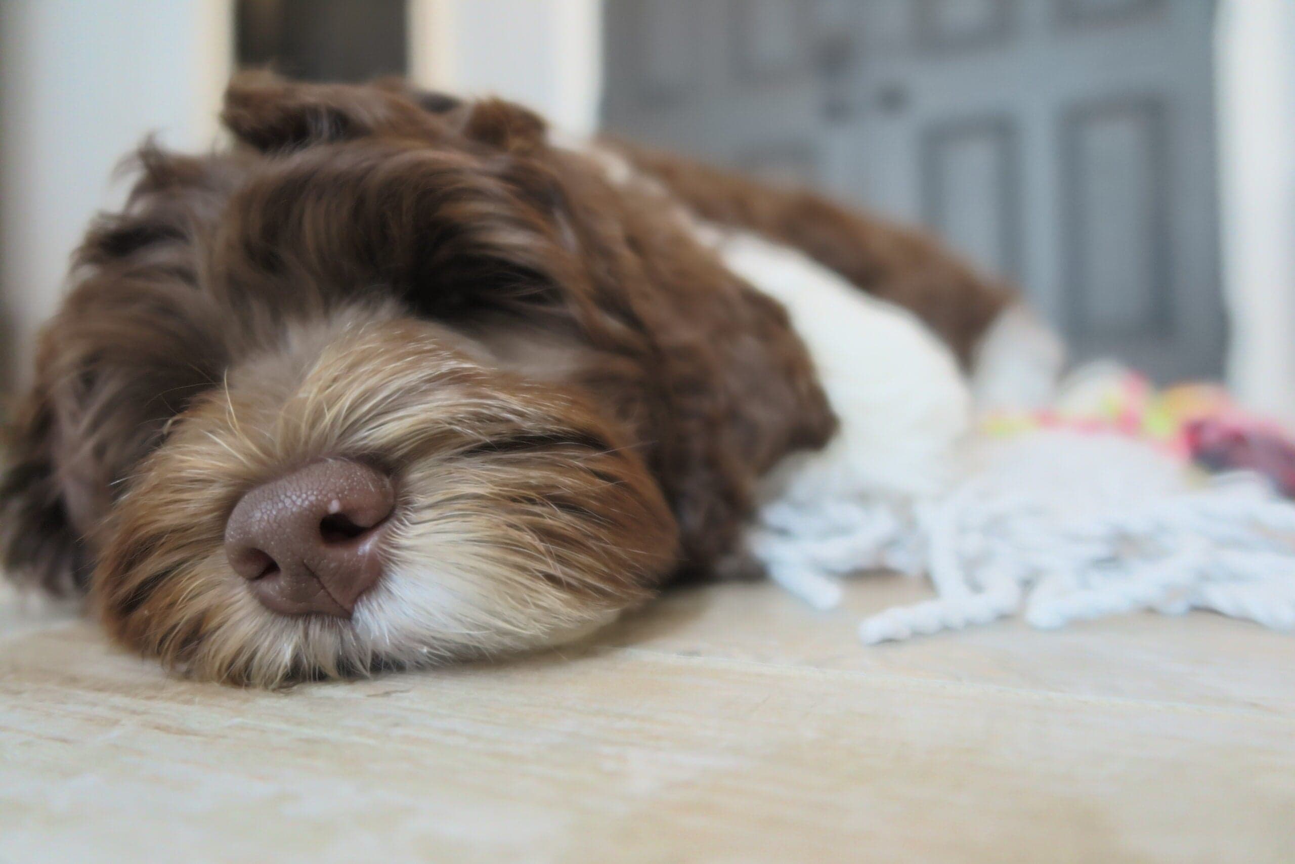 Best Life Labradoodles