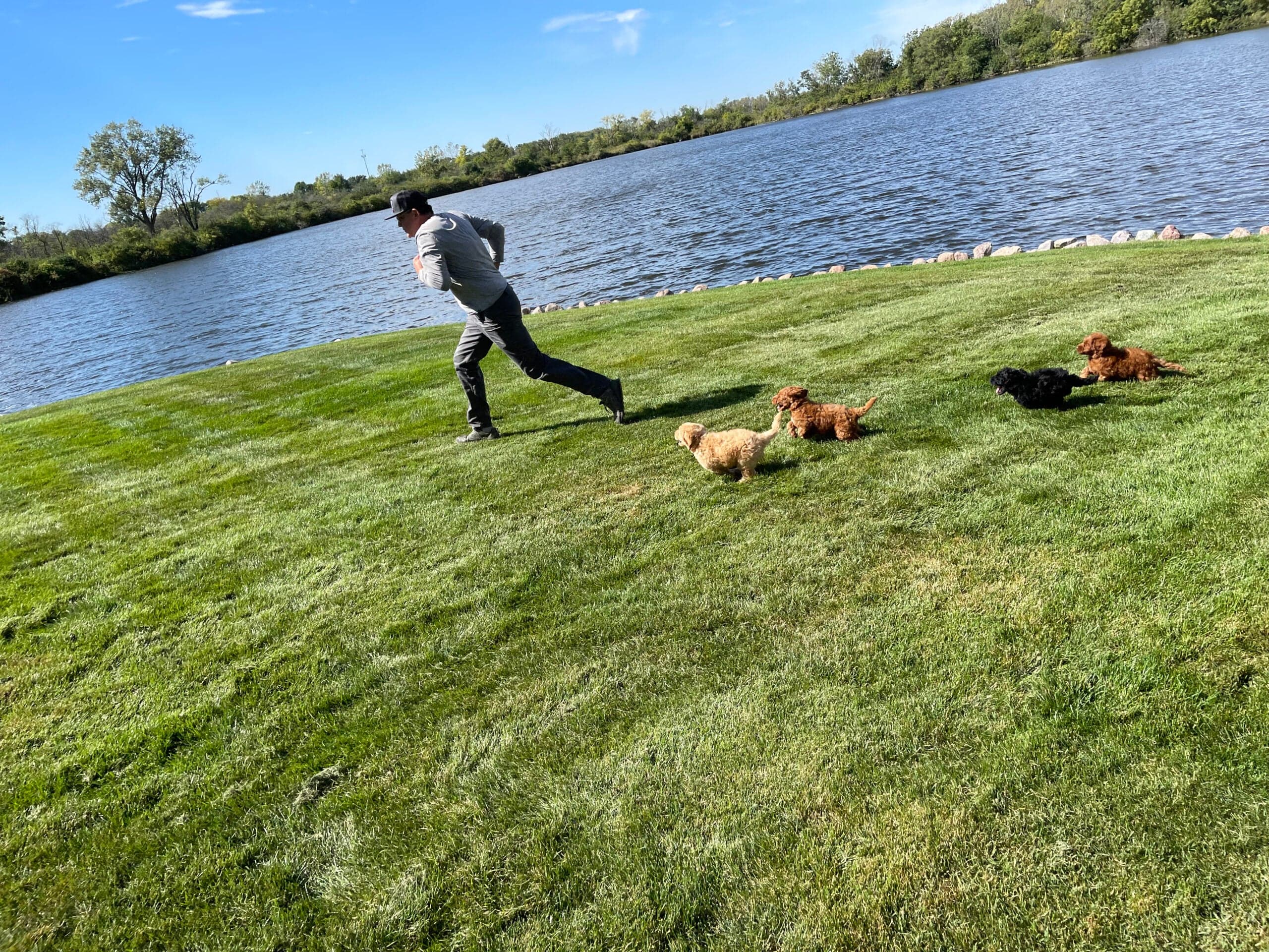 Best Life Labradoodles