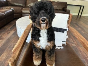 Tri Color Phantom Australian Labradoodle Stud Jax