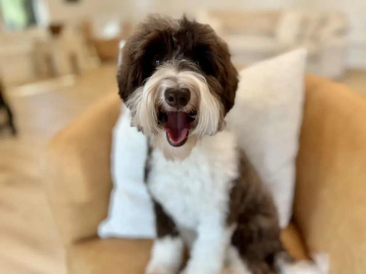 Diva