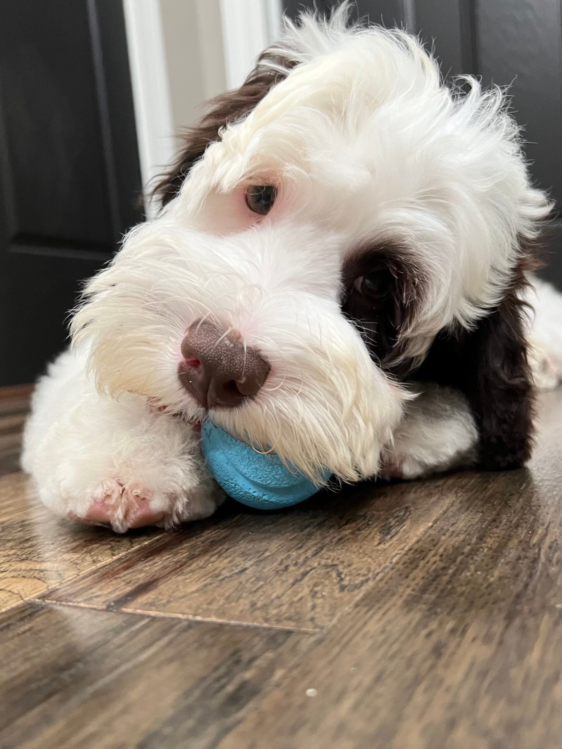 Trained Australian Labradoodle for sale