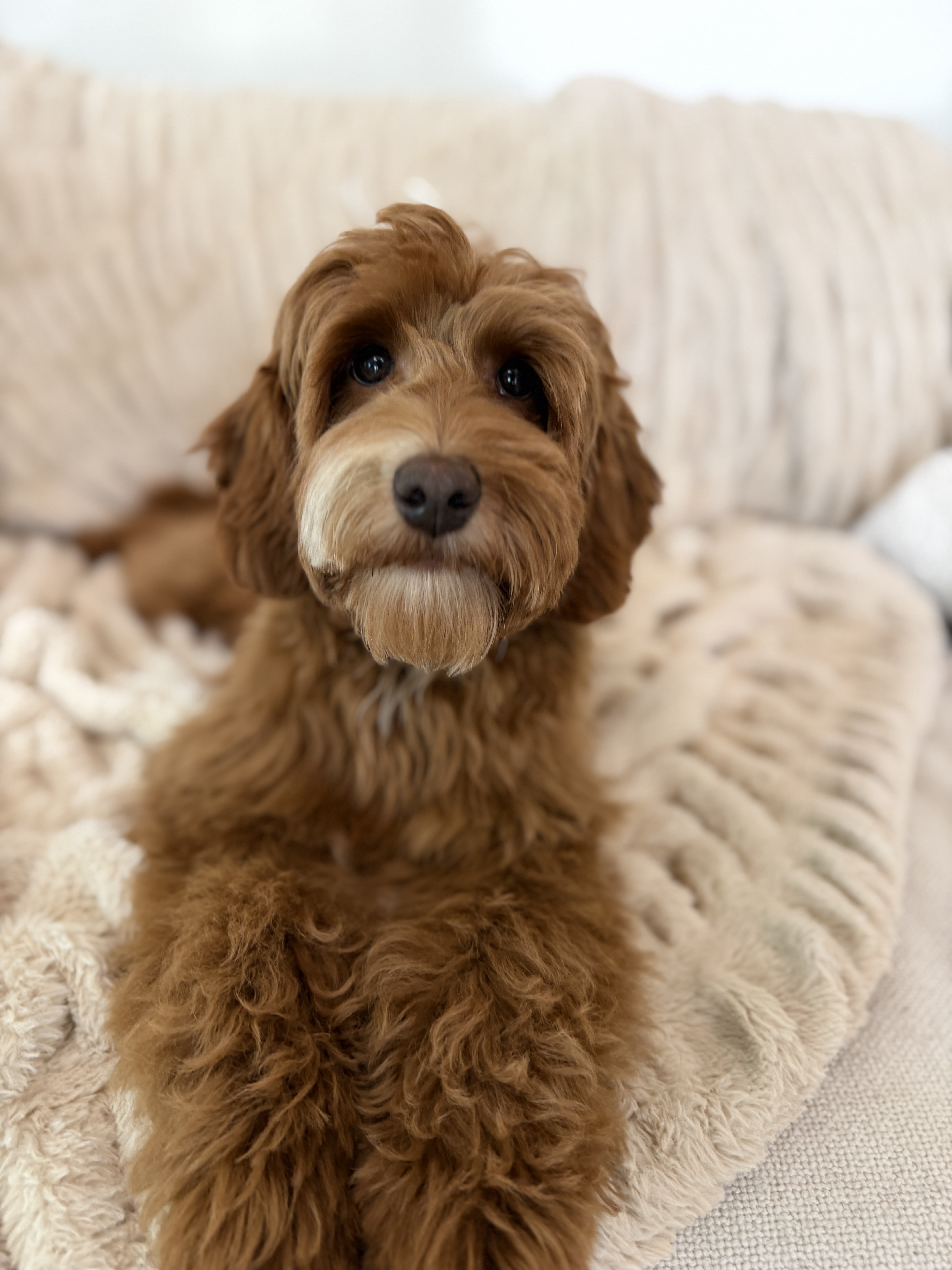 SOLD: Lucky is SOLD and will be living his Best Life in Atlanta, GA
